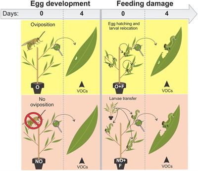 Sawfly egg deposition extends the insect life cycle and alters hormone and volatile emission profiles